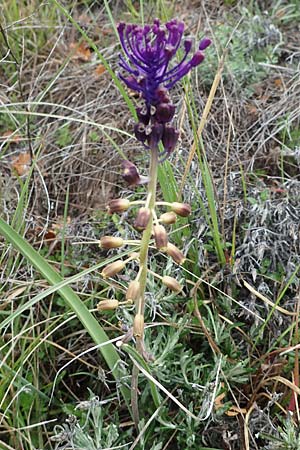Muscari comosum \ Schopfige Traubenhyazinthe / Tassel Hyacinth, F Savines-le-Lac 29.4.2023