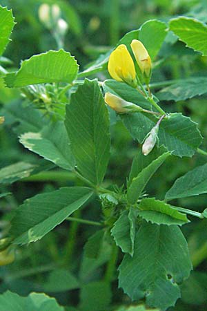 Medicago orbicularis \ Schneckenklee / Button Clover, F Maures, Bois de Rouquan 12.5.2007