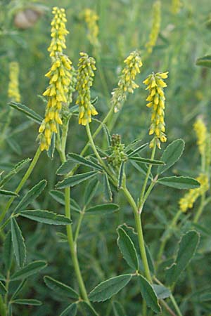 Melilotus indicus \ Indischer Honigklee, Kleinbltiger Steinklee / Small Melilot, F Camargue 13.5.2007
