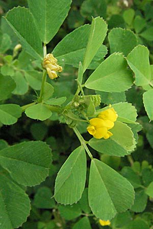 Medicago polymorpha \ Rauer Schneckenklee, Schwarzer Schneckenklee, F Mauguio 13.5.2007