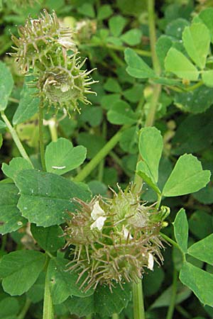Medicago polymorpha \ Rauer Schneckenklee, Schwarzer Schneckenklee, F Mauguio 13.5.2007