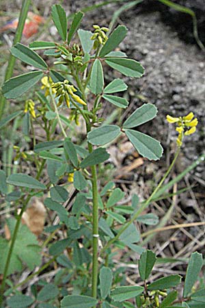 Melilotus spicatus \ Neapolitaner Honigklee, F Pyren&auml;en, Olette 14.5.2007
