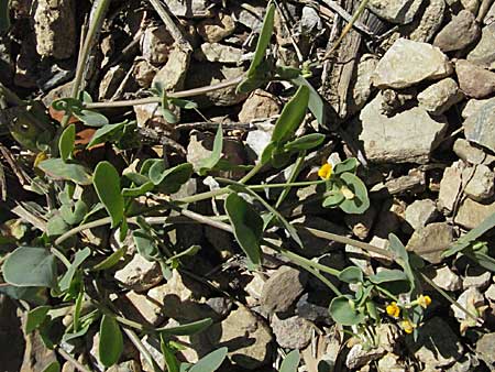 Coronilla scorpioides \ Skorpions-Kronwicke / Annual Scorpion Vetch, F Pyren&auml;en/Pyrenees, Prades 14.5.2007