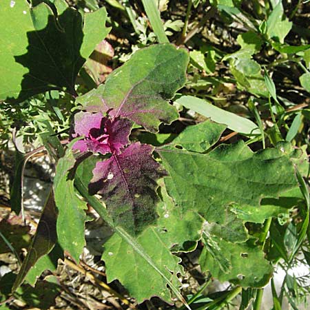 Chenopodium giganteum \ Baum-Spinat, Riesen-G�nsefu� / Tree Spinach, F Pyren&auml;en/Pyrenees, Prades 14.5.2007