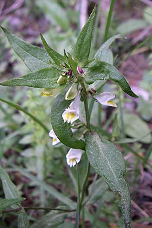 Melampyrum pratense \ Gewhnlicher Wachtelweizen, Wiesen-Wachtelweizen / Common Cow-Wheat, F Pyrenäen/Pyrenees, Eyne 25.6.2008