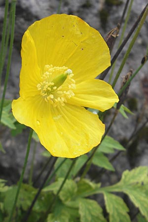 Meconopsis cambrica \ Gelber Schein-Mohn / Welsh Poppy, F Pyrenäen/Pyrenees, Col de Pourtalet 25.8.2011