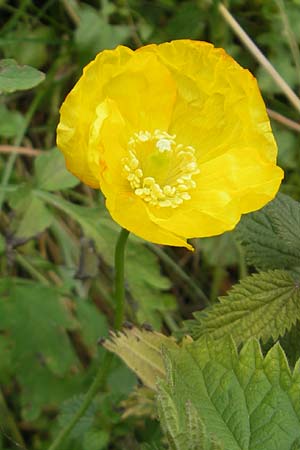 Meconopsis cambrica \ Gelber Schein-Mohn / Welsh Poppy, F Pyrenäen/Pyrenees, Col de Pourtalet 25.8.2011
