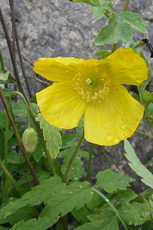 Meconopsis cambrica \ Gelber Schein-Mohn / Welsh Poppy, F Pyrenäen/Pyrenees, Col de Pourtalet 25.8.2011