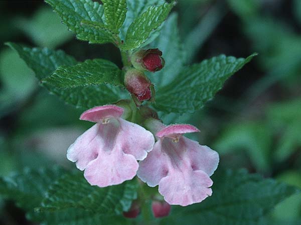 Melittis melissophyllum \ Immenblatt / Bastard Balm, F Corbières, Letzignan 13.5.1996