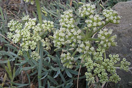 Crithmum maritimum \ Meer-Fenchel / Rock Samphire, F Collioure 14.8.2006