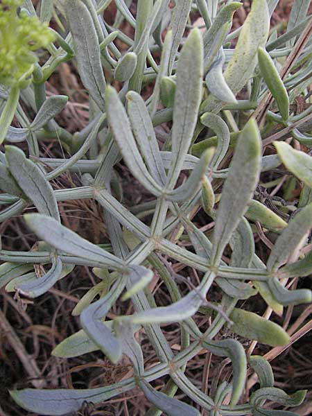 Crithmum maritimum \ Meer-Fenchel / Rock Samphire, F Collioure 14.8.2006