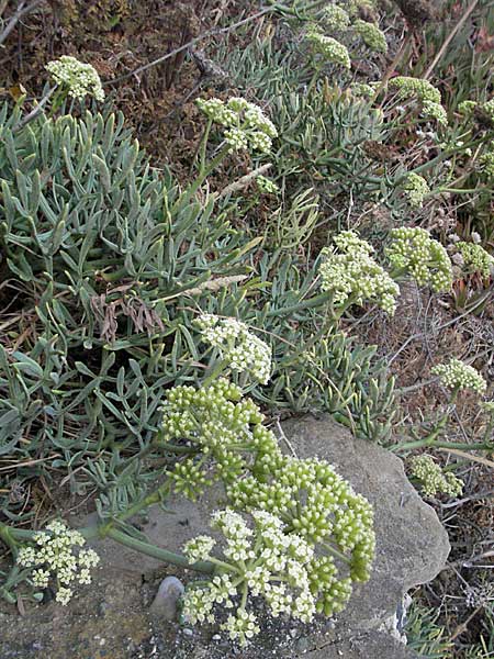 Crithmum maritimum \ Meer-Fenchel / Rock Samphire, F Collioure 14.8.2006
