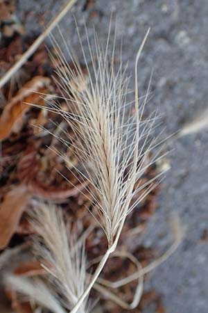 Hordeum murinum \ Muse-Gerste / Wall Barley, F Pyrenäen/Pyrenees, Lla 31.7.2018