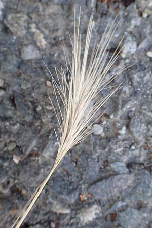 Hordeum murinum \ Muse-Gerste / Wall Barley, F Pyrenäen/Pyrenees, Lla 31.7.2018