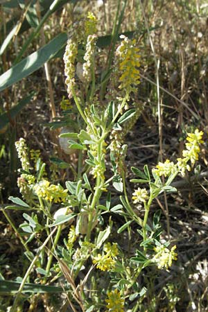 Melilotus indicus \ Indischer Honigklee, Kleinbltiger Steinklee / Small Melilot, F S. Gilles 7.6.2006