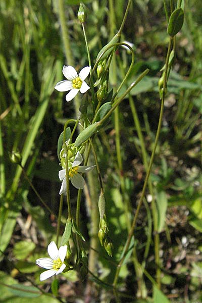 Linum catharticum \ Purgier-Lein / Fairy Flax, F Allevard 11.6.2006