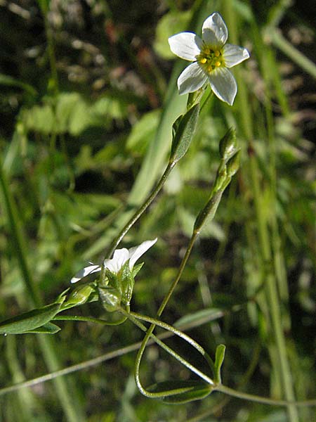 Linum catharticum \ Purgier-Lein / Fairy Flax, F Allevard 11.6.2006