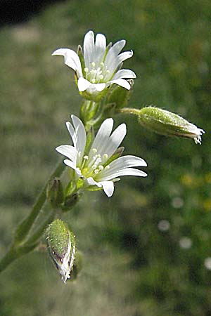 Cerastium fontanum \ Quell-Hornkraut / Common Mouse-Ear, F Allevard 11.6.2006