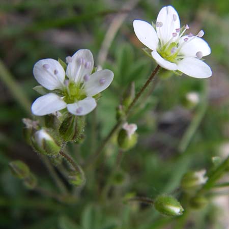 Sabulina glaucina \ H&uuml;gel-Fr&uuml;hlings-Miere / Hill Spring Sandwort, F Col Agnel 22.6.2008
