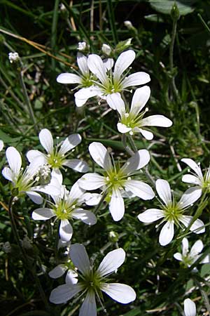 Arenaria grandiflora \ Gro&szlig;bl&uuml;tiges Sandkraut / Large-Flowered Sandwort, F Pyren&auml;en/Pyrenees, Eyne 25.6.2008
