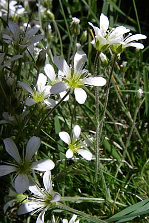Arenaria grandiflora \ Gro&szlig;bl&uuml;tiges Sandkraut / Large-Flowered Sandwort, F Pyren&auml;en/Pyrenees, Eyne 25.6.2008