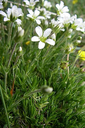 Arenaria grandiflora \ Gro&szlig;bl&uuml;tiges Sandkraut / Large-Flowered Sandwort, F Pyren&auml;en/Pyrenees, Eyne 25.6.2008