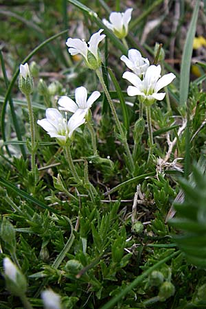 Arenaria grandiflora \ Gro&szlig;bl&uuml;tiges Sandkraut / Large-Flowered Sandwort, F Pyren&auml;en/Pyrenees, Eyne 25.6.2008