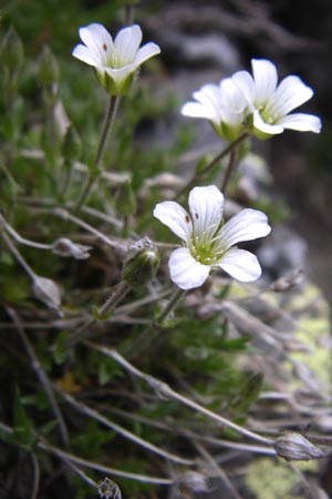 Arenaria grandiflora \ Gro&szlig;bl&uuml;tiges Sandkraut / Large-Flowered Sandwort, F Pyren&auml;en/Pyrenees, Eyne 25.6.2008