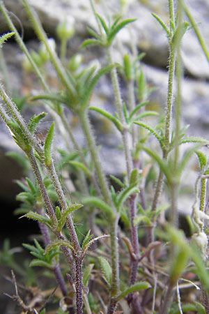 Sabulina glaucina \ H&uuml;gel-Fr&uuml;hlings-Miere / Hill Spring Sandwort, F La Couvertoirade 27.5.2009
