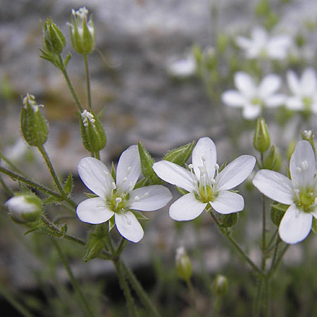 Sabulina glaucina \ H&uuml;gel-Fr&uuml;hlings-Miere / Hill Spring Sandwort, F La Couvertoirade 27.5.2009
