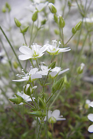 Sabulina glaucina \ H&uuml;gel-Fr&uuml;hlings-Miere / Hill Spring Sandwort, F La Couvertoirade 27.5.2009