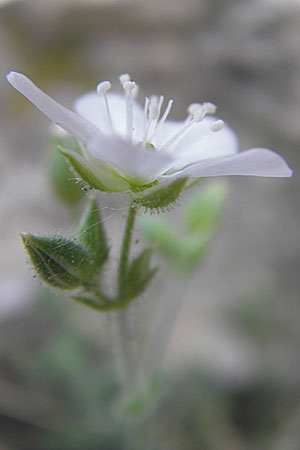 Sabulina glaucina \ H&uuml;gel-Fr&uuml;hlings-Miere / Hill Spring Sandwort, F La Couvertoirade 27.5.2009