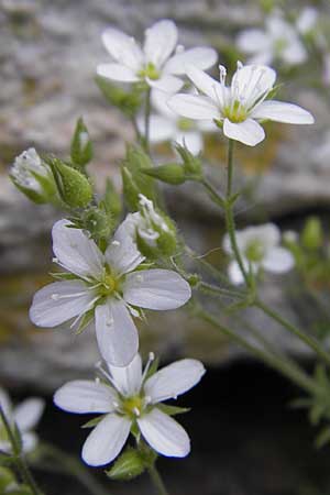 Sabulina glaucina \ H&uuml;gel-Fr&uuml;hlings-Miere / Hill Spring Sandwort, F La Couvertoirade 27.5.2009