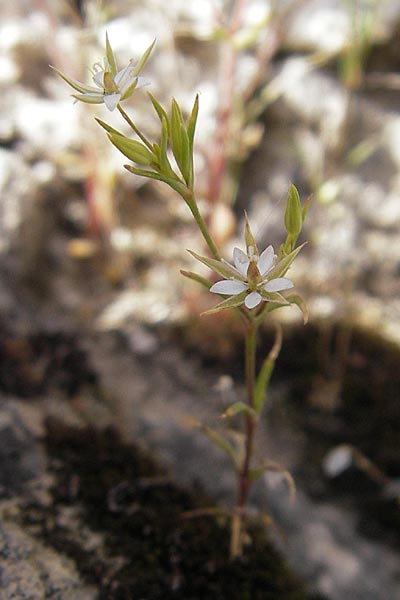 Sabulina tenuifolia subsp. hybrida \ Zarte Miere, Feinblttrige Miere / Fine-Leaved Sandwort, Slender-Leaf Sandwort, F La Couvertoirade 27.5.2009