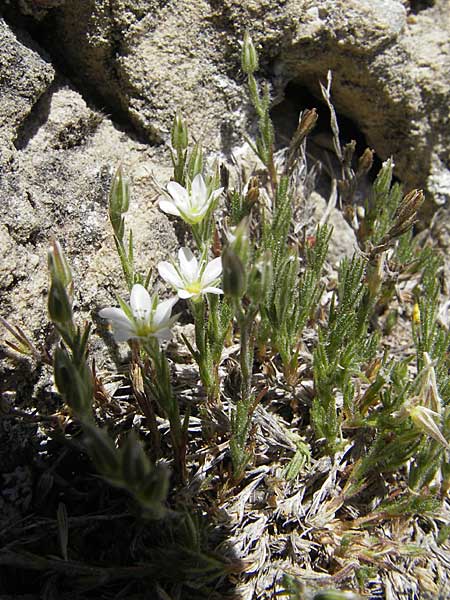 Minuartia rostrata \ Geschn&auml;belte Miere / Beaked Sandwort, F Le Rozier (Tarn) 28.5.2009