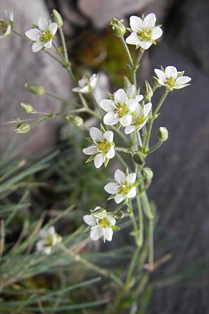 Minuartia setacea ? \ Borsten-Miere / Bristle Sandwort, F Pyrenäen/Pyrenees, Gourette 25.8.2011