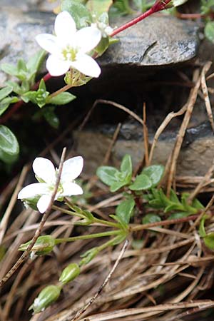 Minuartia rupestris \ Felsen-Miere / Common Rock Sandwort, F Col de la Bonette 8.7.2016
