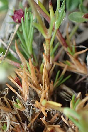 Minuartia capillacea \ Leinbl&uuml;tige Miere / Sandwort, F Col de la Bonette 8.7.2016