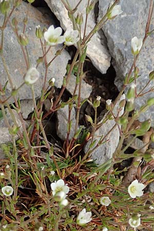 Minuartia capillacea \ Leinbl&uuml;tige Miere / Sandwort, F Col de la Bonette 8.7.2016