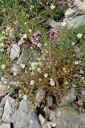 Minuartia capillacea \ Leinbl&uuml;tige Miere / Sandwort, F Col de la Bonette 8.7.2016