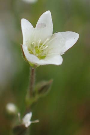 Minuartia capillacea \ Leinbl&uuml;tige Miere / Sandwort, F Col de la Bonette 8.7.2016