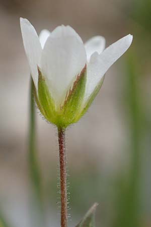 Minuartia capillacea \ Leinbl&uuml;tige Miere / Sandwort, F Col de la Bonette 8.7.2016