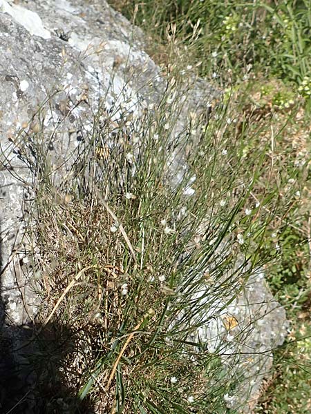 Bufonia perennis \ Mehrj&auml;hrige Buffonie / Perennial Bufonia, F Pyren&auml;en/Pyrenees, Gorges de Galamus 23.7.2018