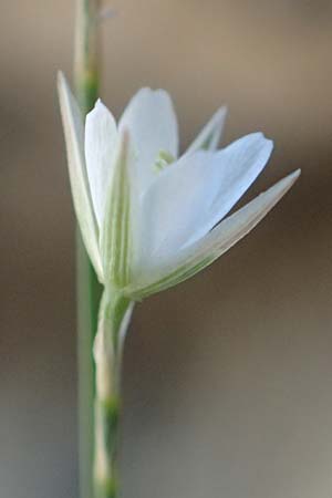 Bufonia perennis \ Mehrj&auml;hrige Buffonie / Perennial Bufonia, F Pyren&auml;en/Pyrenees, Gorges de Galamus 23.7.2018