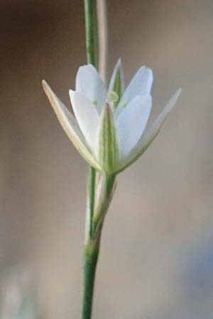 Bufonia perennis \ Mehrj&auml;hrige Buffonie / Perennial Bufonia, F Pyren&auml;en/Pyrenees, Gorges de Galamus 23.7.2018