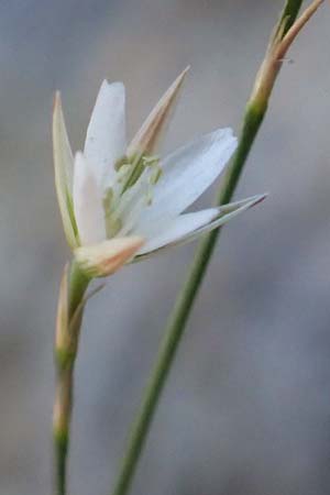 Bufonia perennis \ Mehrj&auml;hrige Buffonie / Perennial Bufonia, F Pyren&auml;en/Pyrenees, Gorges de Galamus 23.7.2018