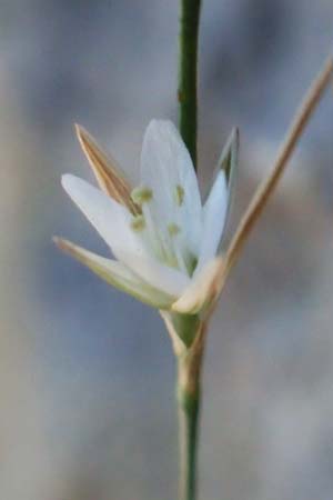 Bufonia perennis \ Mehrj&auml;hrige Buffonie / Perennial Bufonia, F Pyren&auml;en/Pyrenees, Gorges de Galamus 23.7.2018