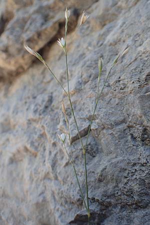 Bufonia perennis \ Mehrj&auml;hrige Buffonie / Perennial Bufonia, F Pyren&auml;en/Pyrenees, Gorges de Galamus 23.7.2018