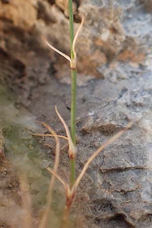Bufonia perennis \ Mehrj&auml;hrige Buffonie / Perennial Bufonia, F Pyren&auml;en/Pyrenees, Gorges de Galamus 23.7.2018
