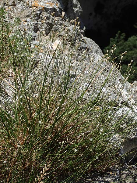 Bufonia perennis \ Mehrj&auml;hrige Buffonie / Perennial Bufonia, F Pyren&auml;en/Pyrenees, Gorges de Galamus 23.7.2018